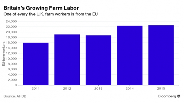 La main d'oeuvre agricole en Grande-Bretagne est en croissance, de 2011 à 2015 - Une partie d'elle vient de l'UE