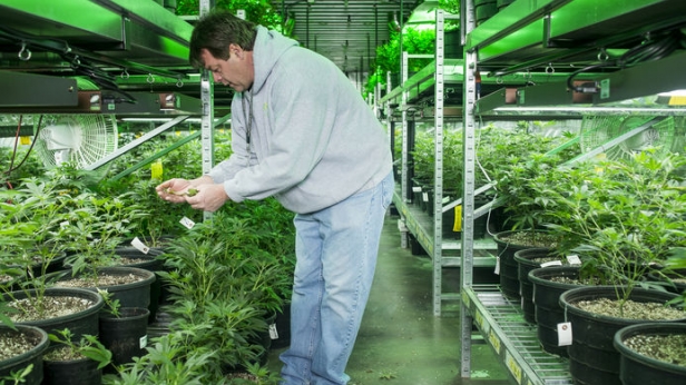 Le futur du cannabis légal : aux USA et Canada, 60 sociétés sont cotées en bourse, réalisant 2 milliards USD. 52% de la population peut y accéder désormais.