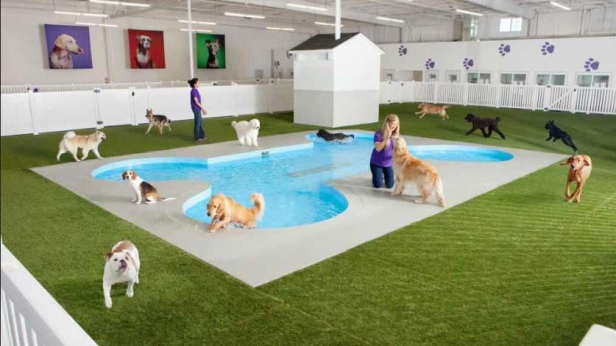 Un nouveau terminal verra le jour à l'aéroport JFK, et sera dédié aux animaux: piscine en forme d'os pour les chiens, arbre à chats, enclos luxueux pour les chevaux...à raison de 100$ environ par nuit, nos compagnons seront traités comme des VIP !
