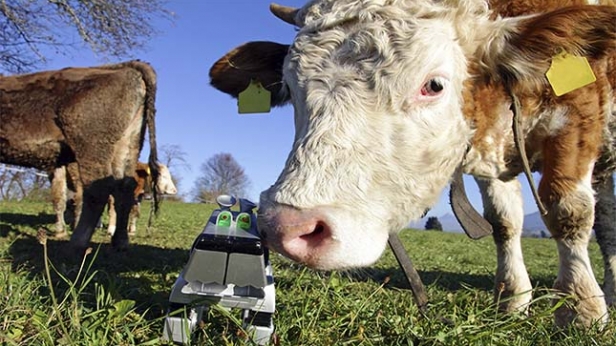 La vache numérique 2.0 est une vache laitière munie de capteurs qui informe l'éleveur en temps réel sur l'état de santé de l'animal, de son bien-être, de son stress, des infections, qu'il serait susceptible de développer. Un boom technologique !