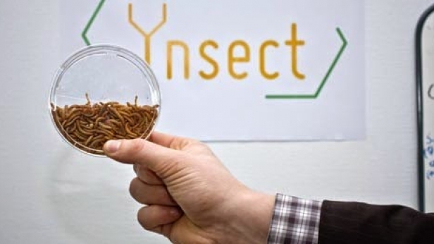 Antoine Hubert a créé la toute première bioraffinerie d'insectes au monde, avec trois autres associés il a fondé la société Ynsect. Objectif : vendre des farines à base d'insectes, pour nourrir les animaux d'élevage. Un concept qu'il aimerait étendre